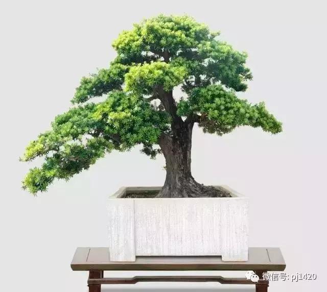 50种盆景树图片大全,50种盆景植物图片大全