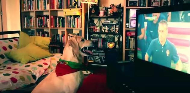 宠物狗兴奋的跟疯了一样,狗蹦蹦跳跳很激动