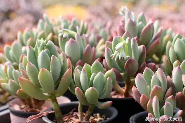 多肉，你小时候的样子太萌了，可千万别长大，长残