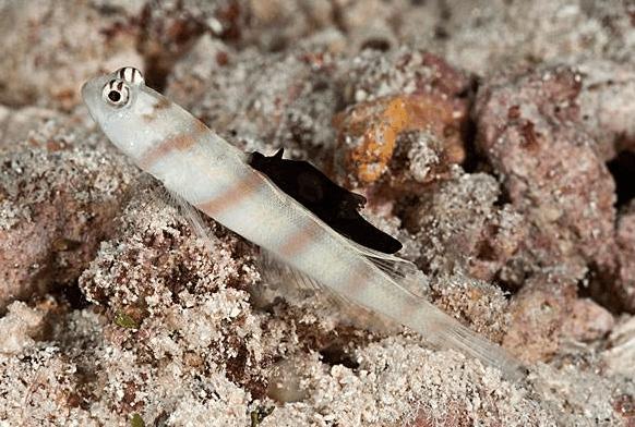 虾虎鱼吃什么鱼,所有枪虾都会和虾虎鱼共生吗