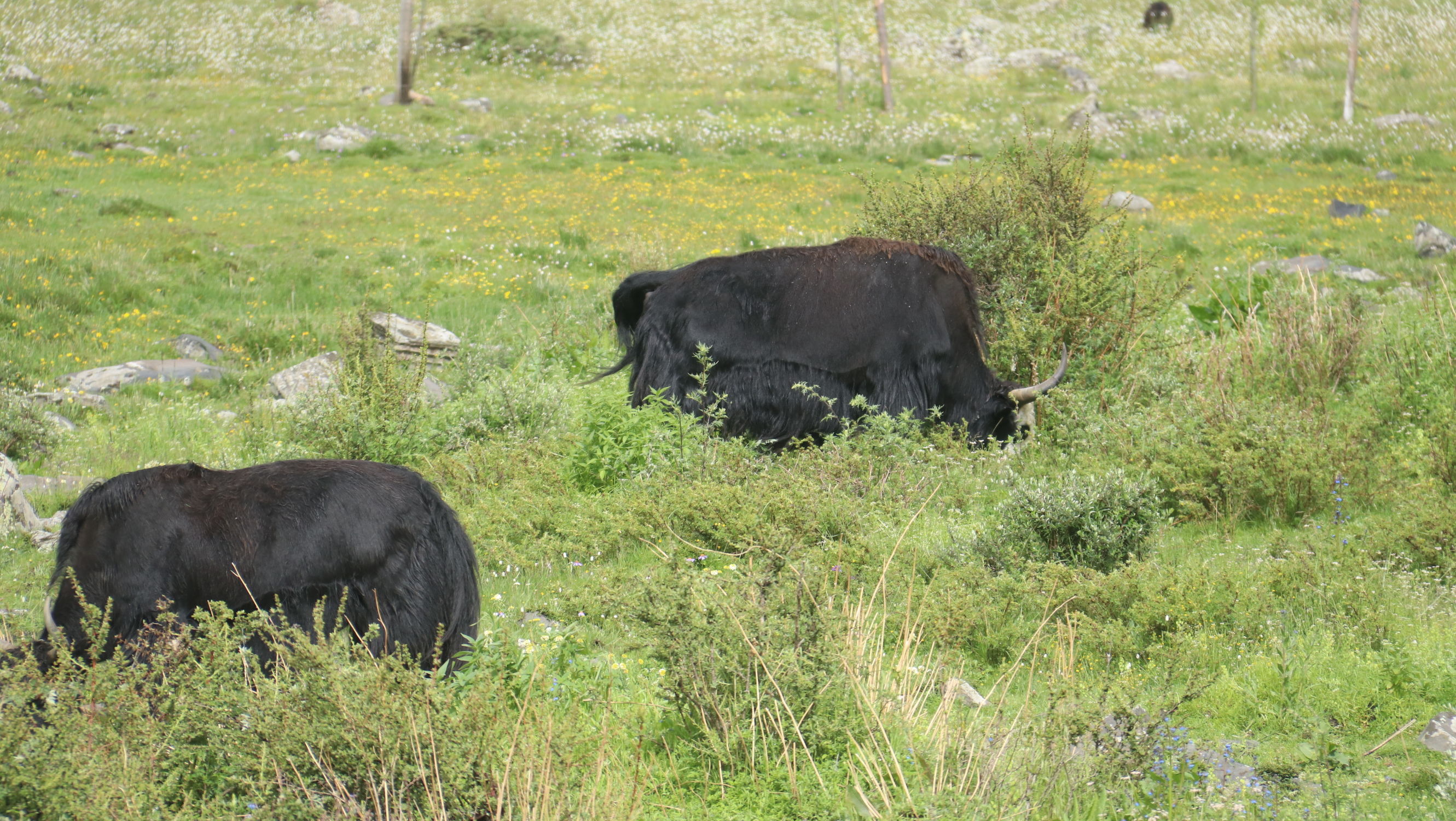 川藏自驾游巴塘至芒康,西藏芒康至丽江泸沽湖旅行