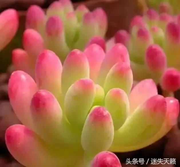 多肉，你小时候的样子太萌了，可千万别长大，长残