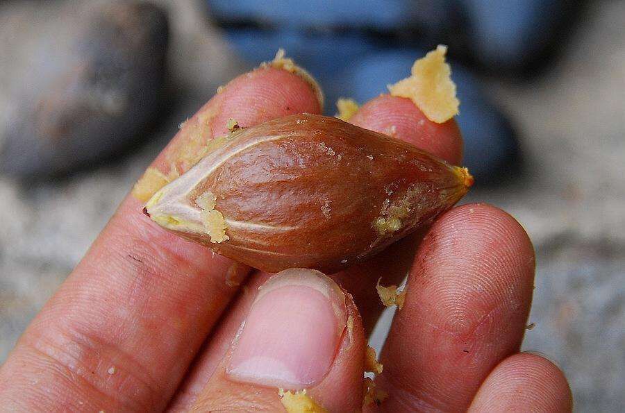 橄榄核包浆后是什么样子,橄榄核包浆时期图片