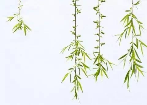 野菜对身体有什么好处,10种野菜的惊人功效