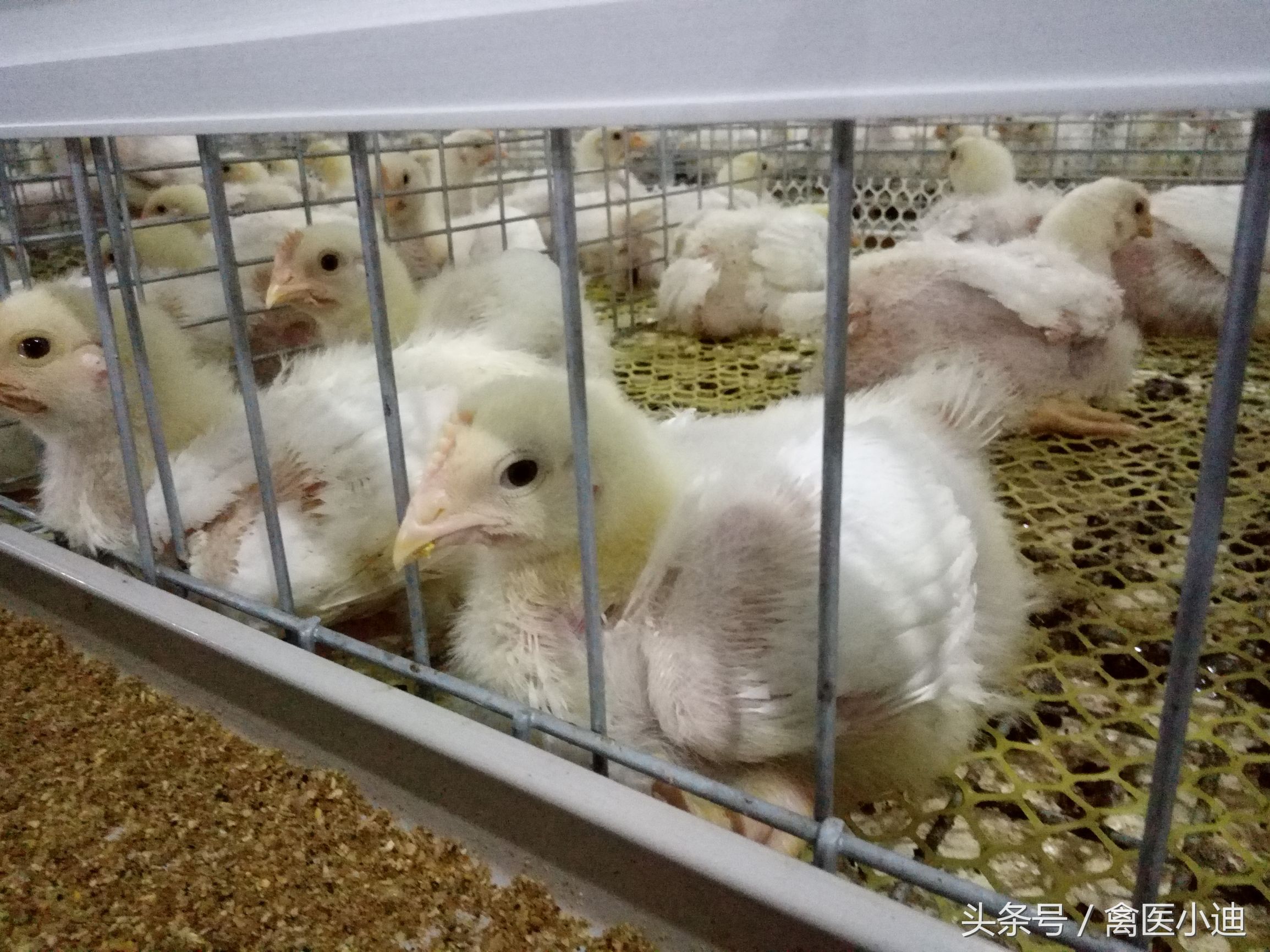 怎么样从鸡冠颜色判断鸡健康状况,看鸡冠怎么看出公鸡或母鸡