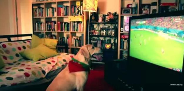 手舞足蹈狗,手舞足蹈的狗