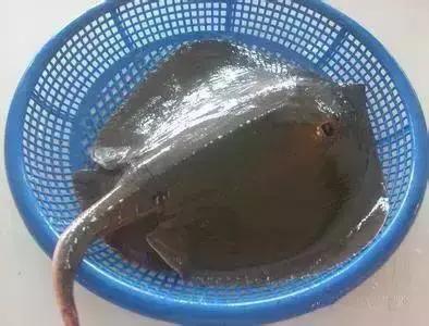 羊口开海！倒计时一天！第一网吃起来！看完哈喇子流一地