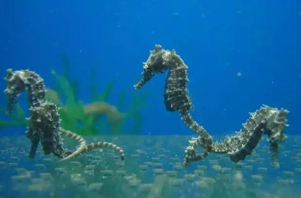 羊口开海！倒计时一天！第一网吃起来！看完哈喇子流一地