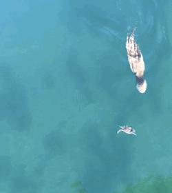 梭子蟹现在好吃吗,梭子蟹现在肉多不多