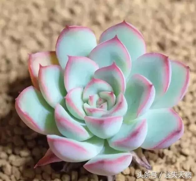 多肉，你小时候的样子太萌了，可千万别长大，长残