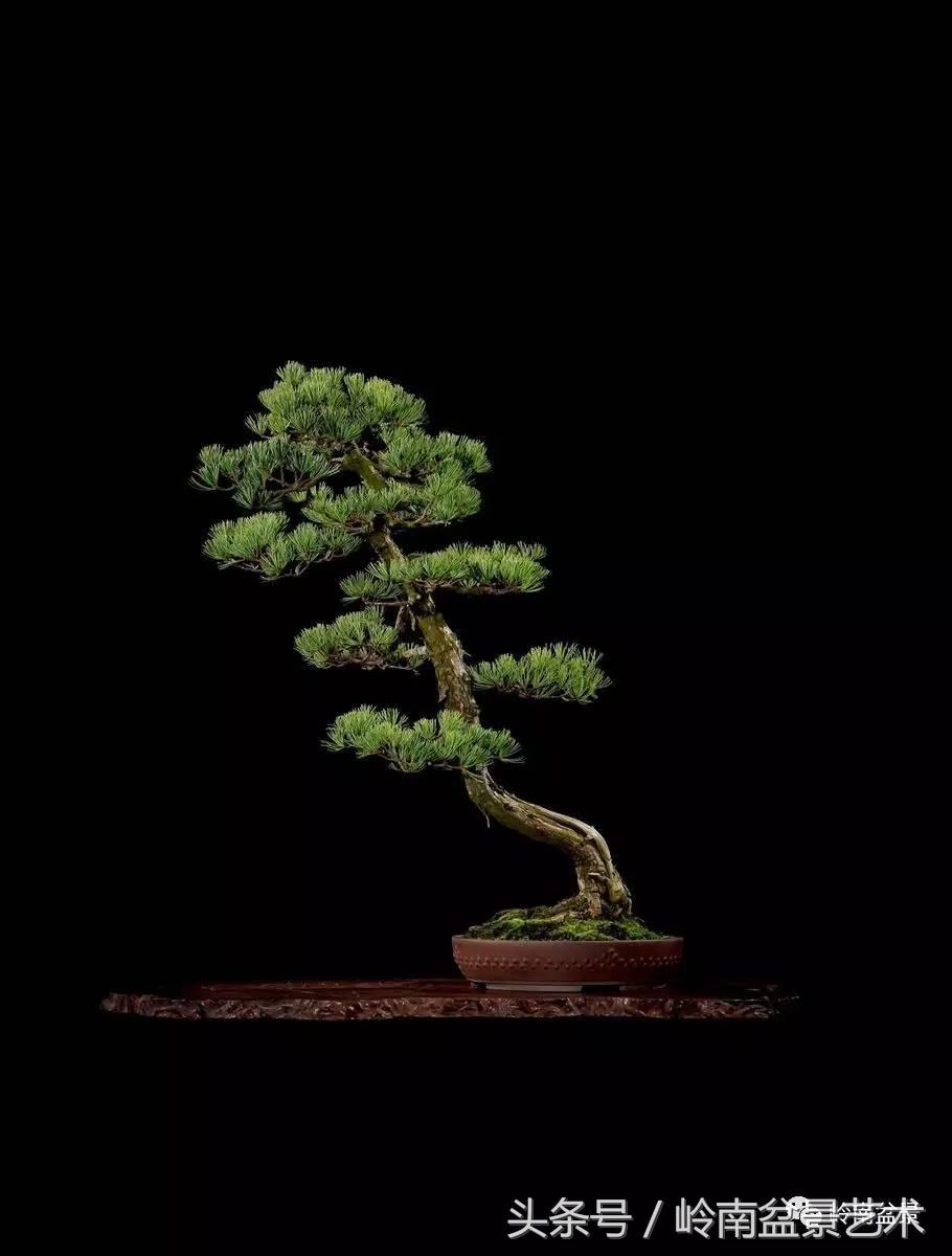 五针松和大阪松哪个好盆栽 (大阪松比五针松哪种更名贵)