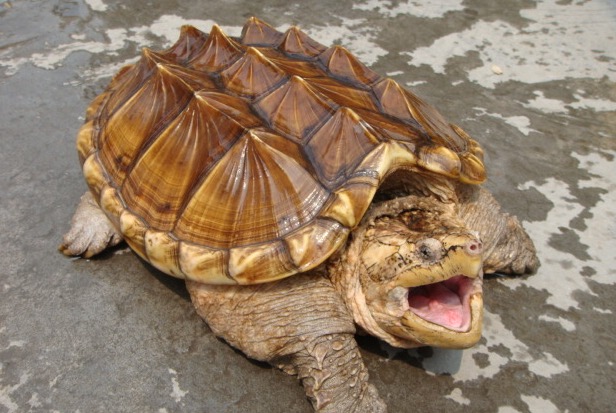 小鳄龟苗怎样养绿毛鳄龟,如何养好鳄龟让鳄龟更凶狠