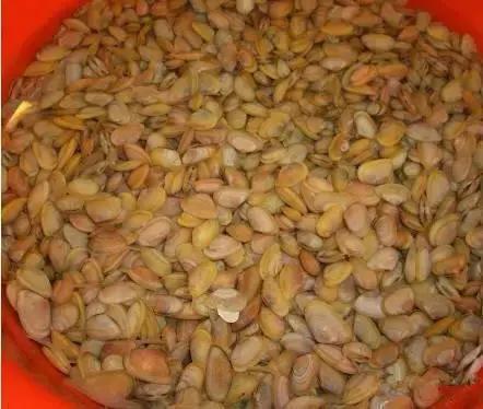 羊口开海！倒计时一天！第一网吃起来！看完哈喇子流一地