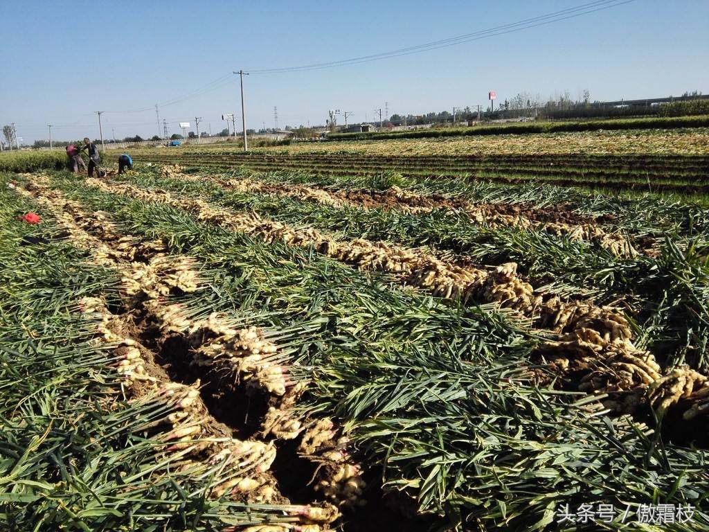 鐢熷鎵撶鎬庝箞淇濆瓨,鐢熷鍙互鍐峰喕淇濆瓨