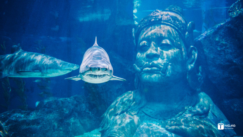 带你一起去泰国看海,回忆那年在泰国踏浪看海