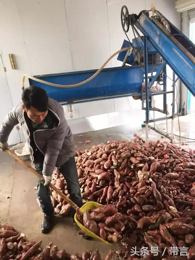 回乡系列｜蔡之瑞传承手工红薯粉