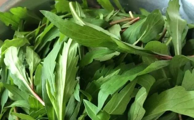 淡水龟吃什么食物,龟吃什么食物好