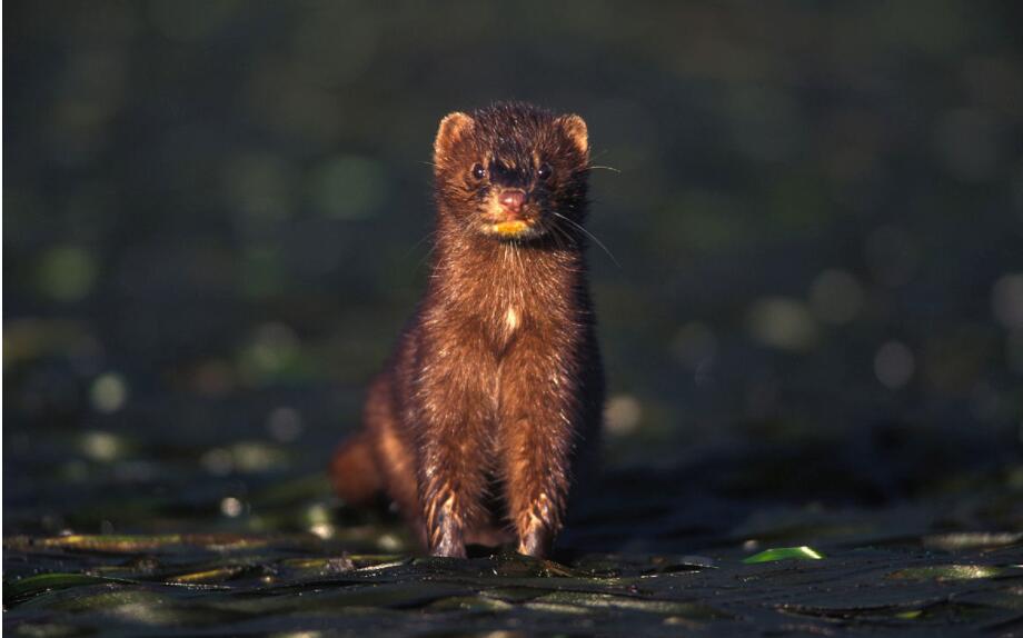 水貂急性胃肠炎的病因、症状以及诊断治疗