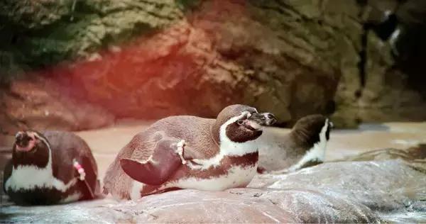 珠海长隆横琴酒店到海洋王国,珠海横琴长隆海洋王国门票价格