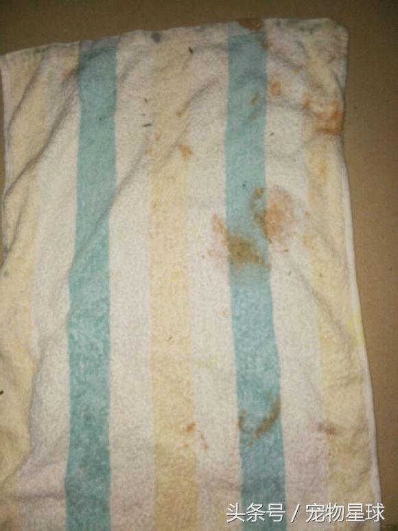 兔子生仔后尿血是怎么回事,兔子每天屎拉很多怎么回事