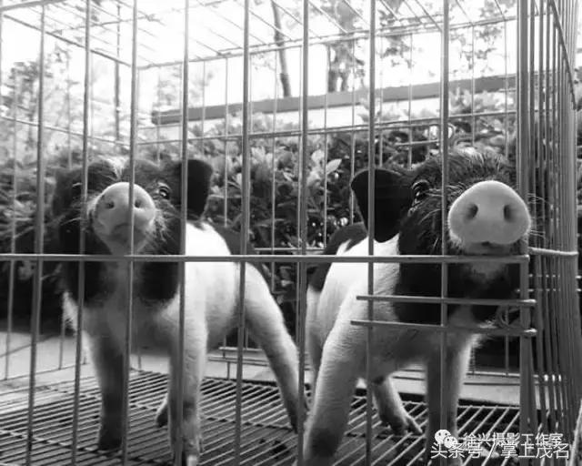 手机摄影田园生活图片,手机摄影主题