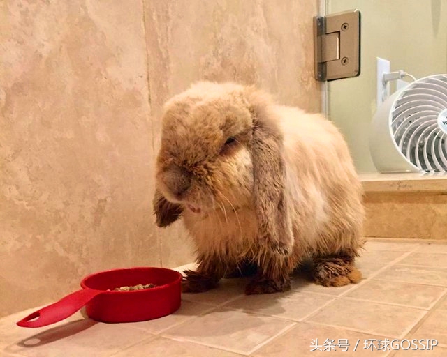 兔子牙齿弯怎么治疗,兔子牙齿逆生长能治好吗