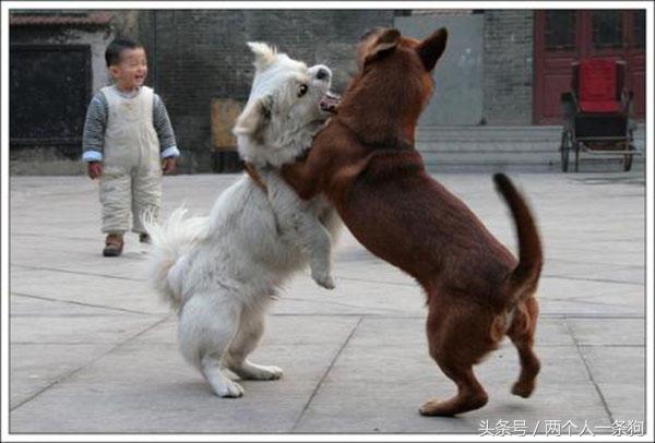 遛狗被别的狗给咬了,遛狗时狗狗被蚂蚁咬了