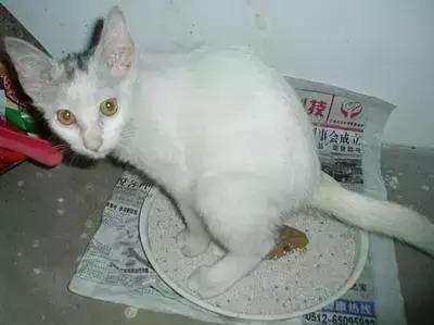 猫咪拉稀怎么治最快,猫咪拉稀怎么办快速治疗