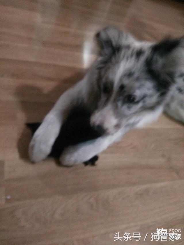 你们的边牧都是怎么养的,养一只大的边牧还可以听话吗