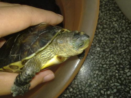 乌龟得腐皮病治疗方法,乌龟腐皮病如何治