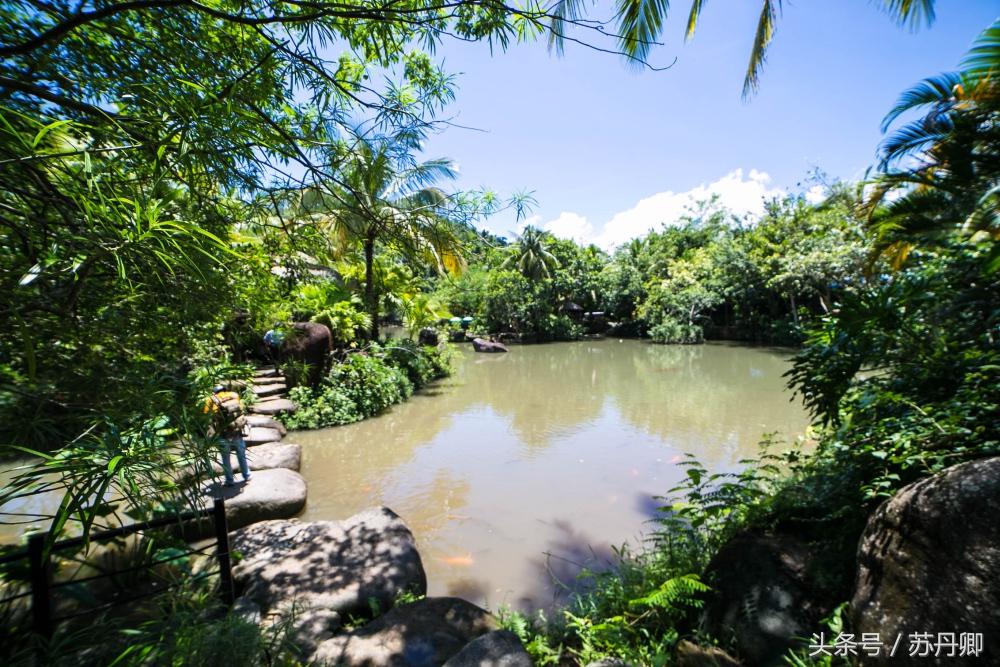 亚马逊热带雨林真实食人花,亚马逊雨林食人花