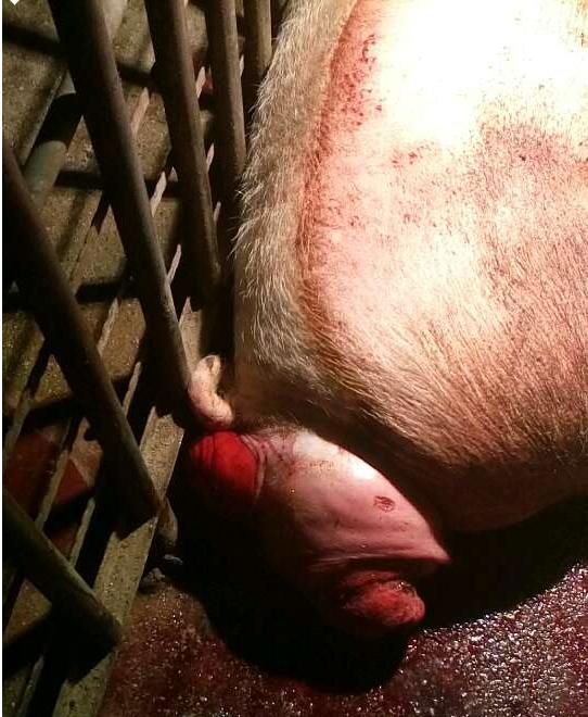 养猪大量死亡的原因,养猪出现大面积死亡