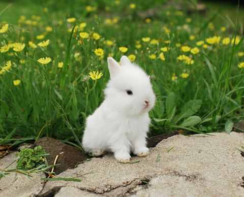 刚出生的兔子怎么喂养,新出生的兔子如何喂养