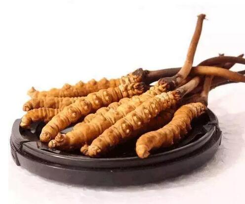 冬虫夏草深度解析,冬虫夏草营养价值还没有苹果高