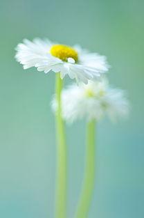 诗礼豪情四海行，传扬国粹献平生：烟之外古诗词