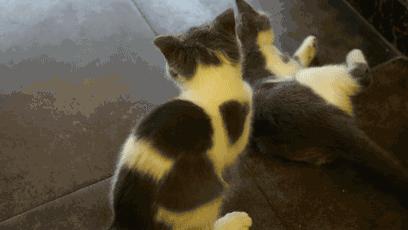 喵~铲屎官注意，郑州东区这家小店各种萌喵环绕，桌上披萨有料！