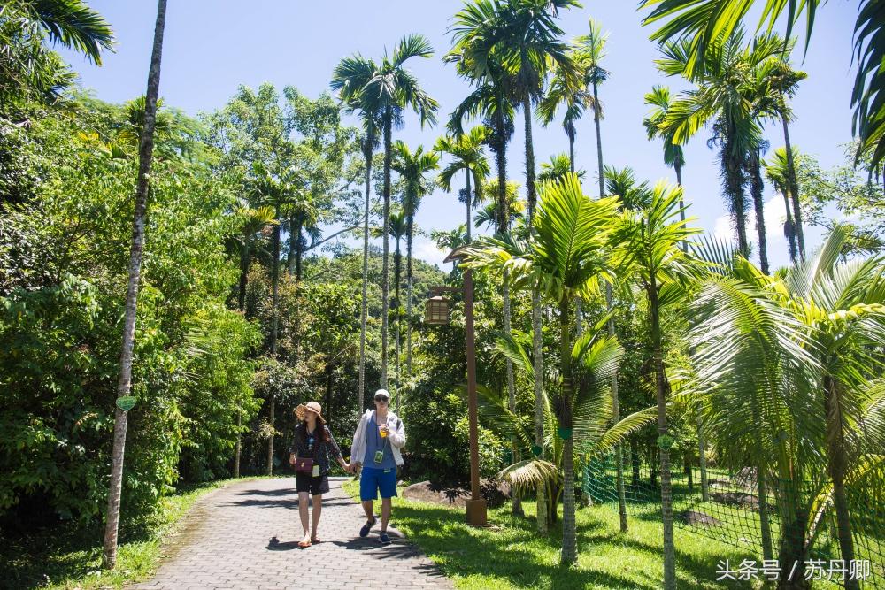 亚马逊热带雨林真实食人花,亚马逊雨林食人花