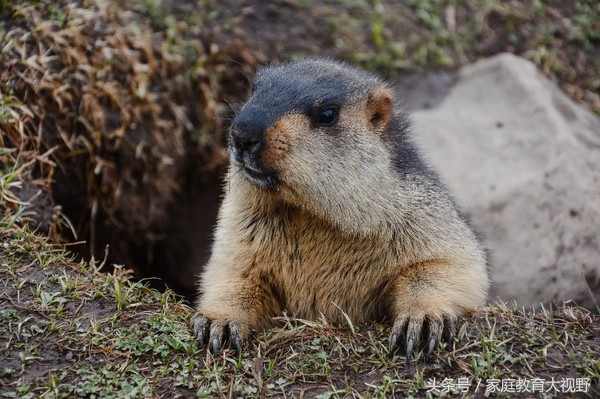 孩子情绪表达夸张,孩子的情绪如何描述
