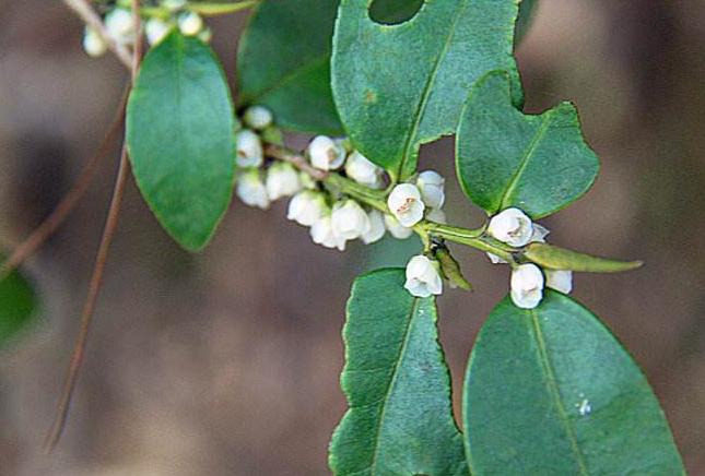 哪些农作物可赚钱,有哪些种植业赚钱的