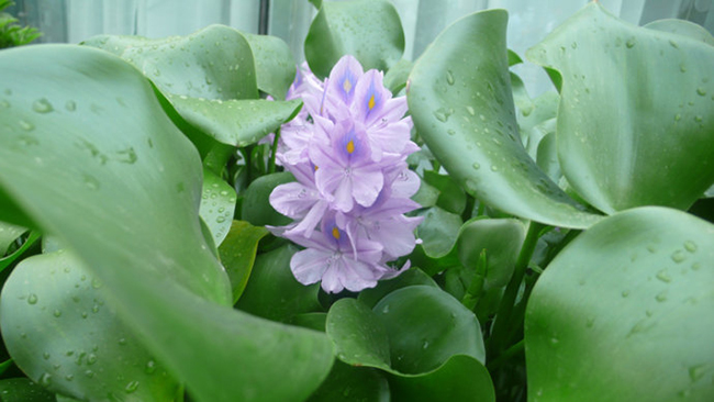 马未都多少钱买的葫芦,水葫芦马未都视频