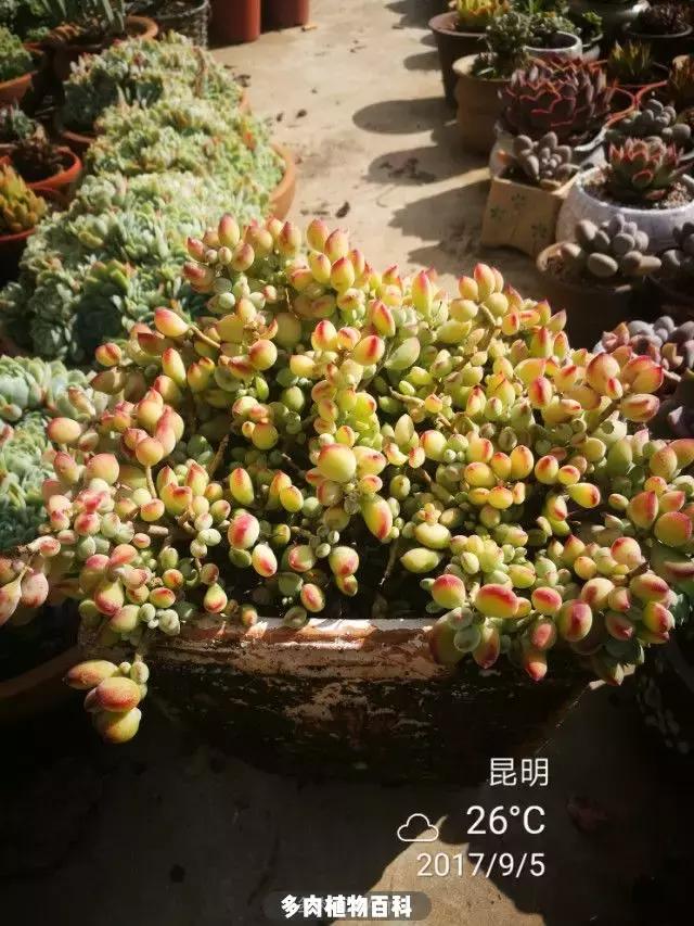 夕阳西下,养多肉的人没有在天涯,在家!