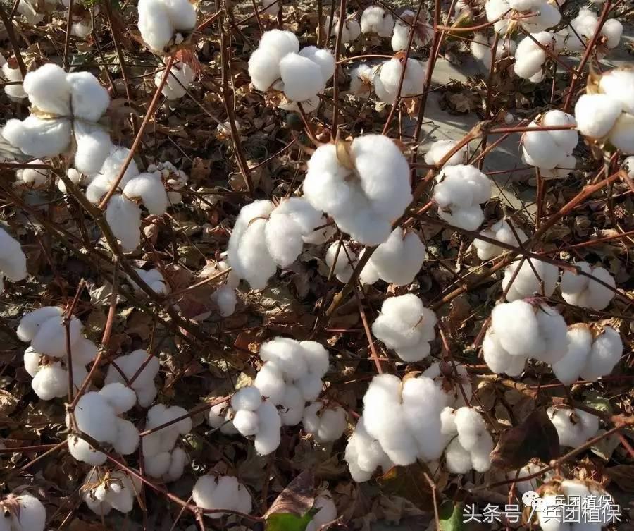 棉花后期乙烯利催熟剂,乙烯利在棉花上催熟的使用方法