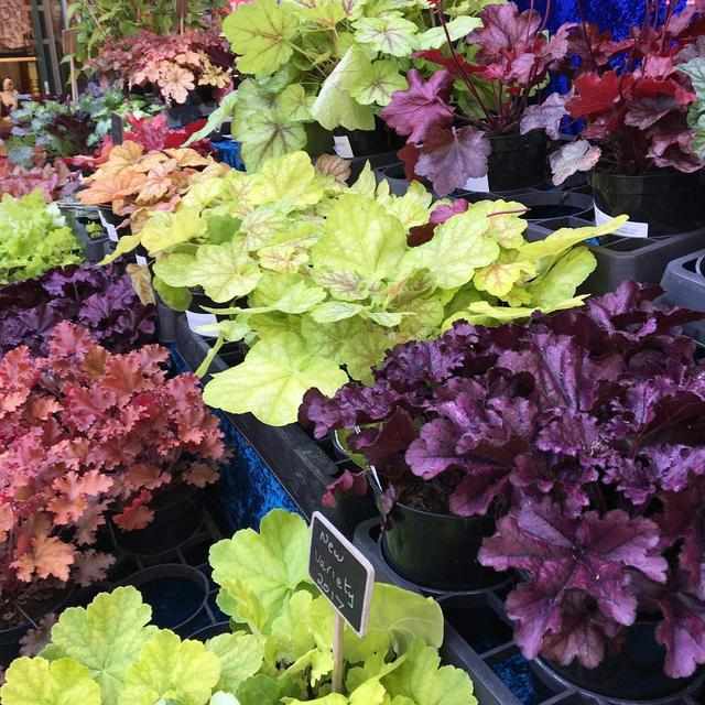 绿萝植物的特征介绍,绿萝观叶植物