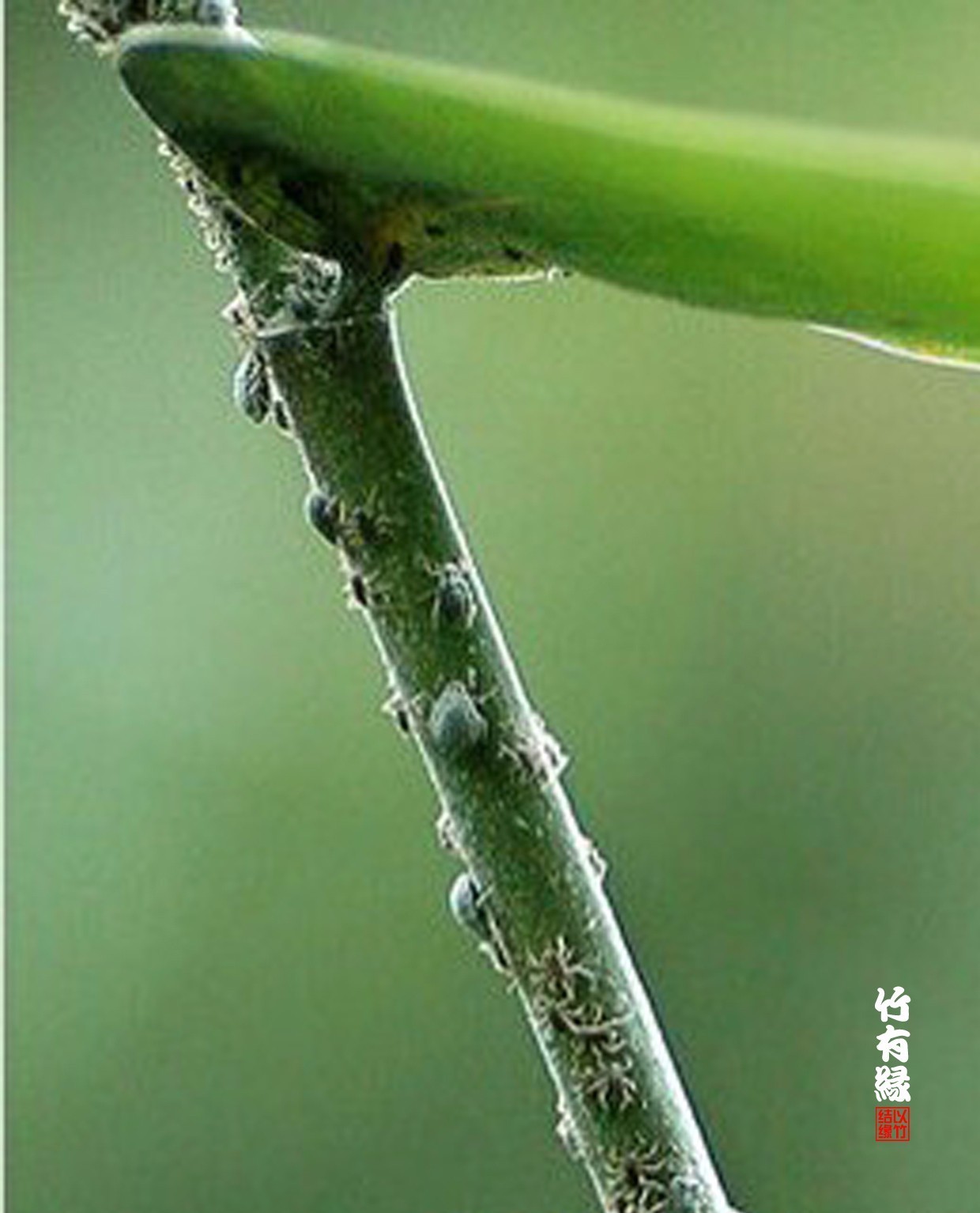 竹病害最佳防治方法,竹子养护小知识