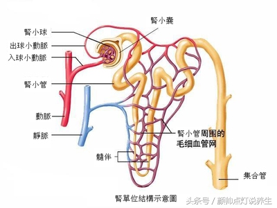 尿路堵塞为什么在腰部插管,尿路梗阻需要动手术么