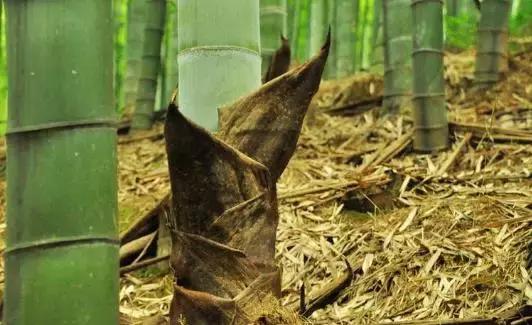 《溧阳牧歌》征文选登②｜横涧笋壳粽子