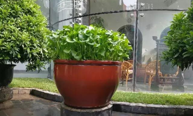 椹湭閮藉鐨勬按钁姦,椹湭閮借瘎浠锋按钁姦