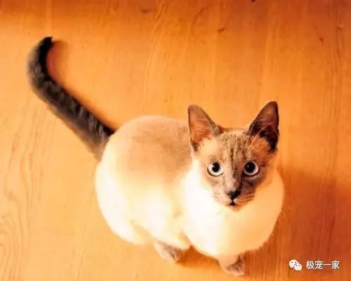 宠物交易骗局视频大全,宠物售卖骗局套路