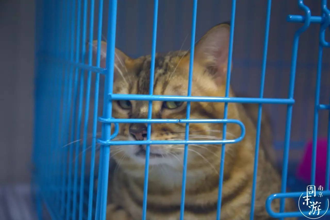 南京夫子庙花鸟鱼虫市场,南京花鸟鱼虫市场