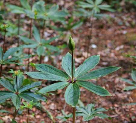 潮汕青草药书大全,潮汕青草药使用大全